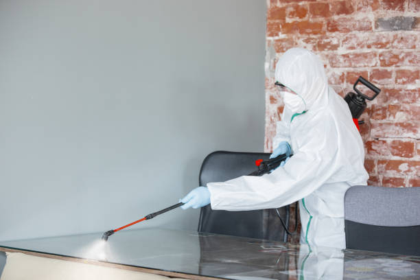 Best Basement Mold Removal  in Staples, CT